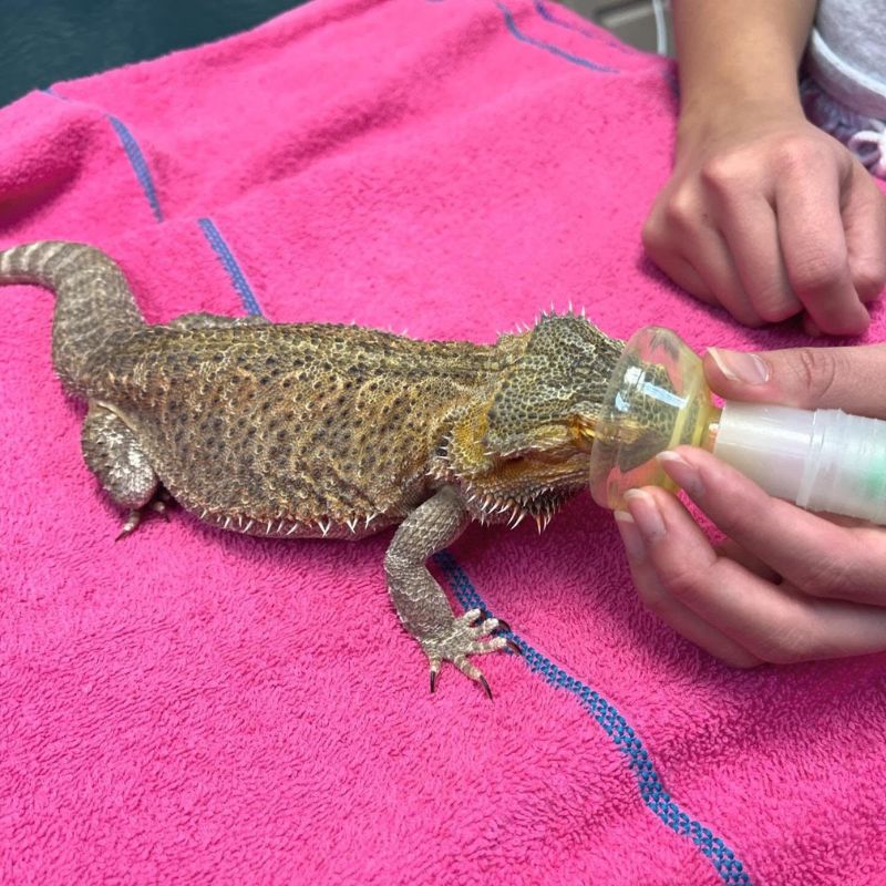 veterinary medicine veterinary hospitals